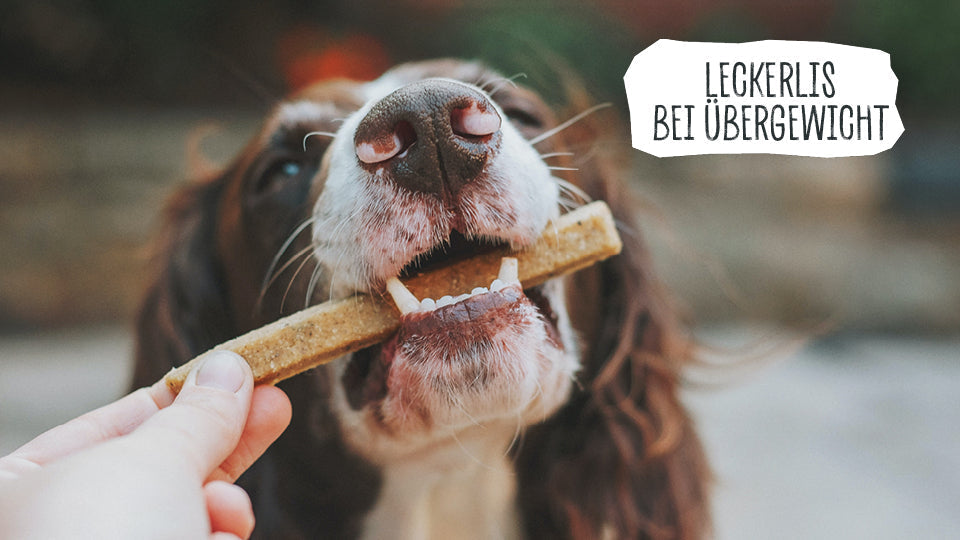 Hundefutter für übergewichtige Hunde