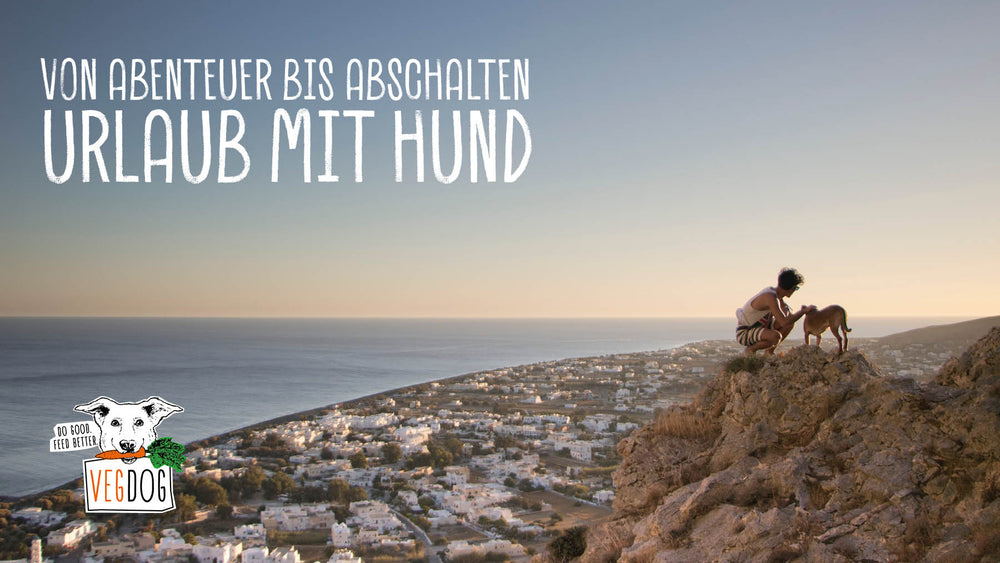 Von Abenteuer bis Abschalten – Tipps für deinen Urlaub mit Hund