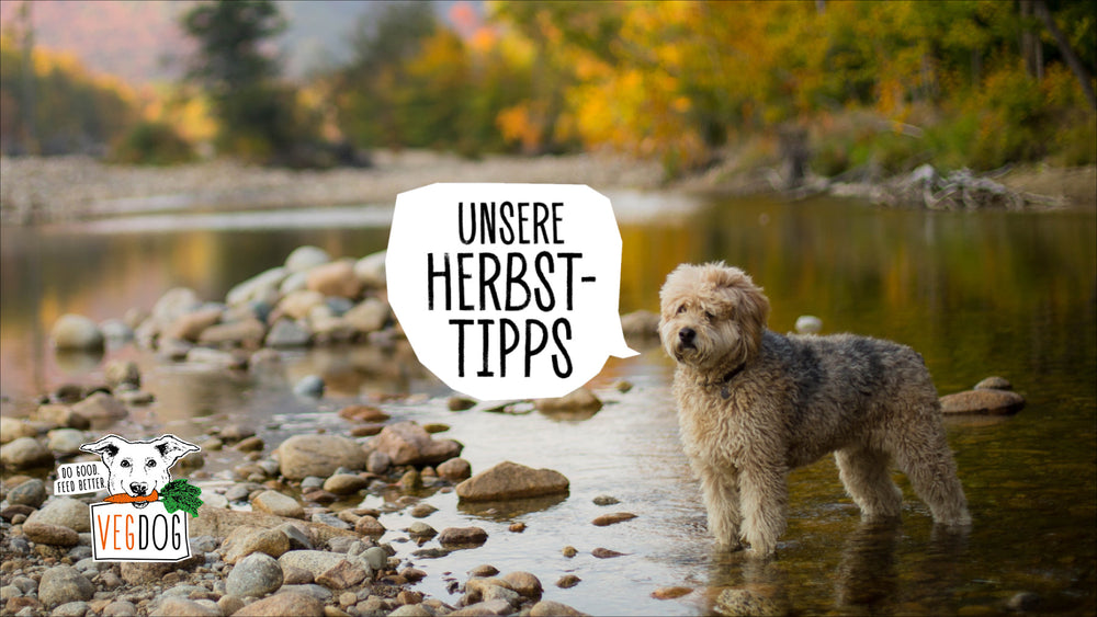 Tipps für den Herbst mit Hund: So kommt ihr gut durch die goldene Jahreszeit