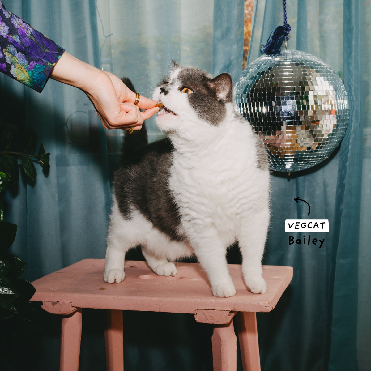 VEGCAT Pures