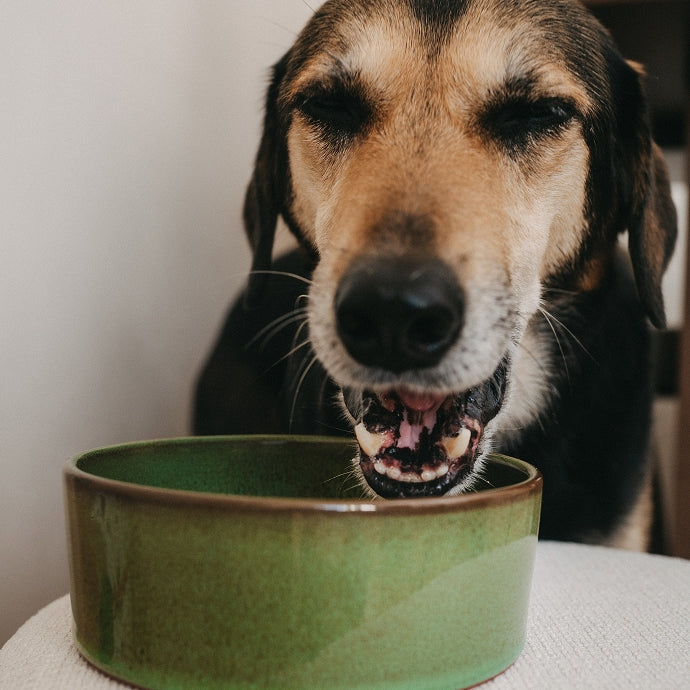 VEGDOG Starter-Bundle