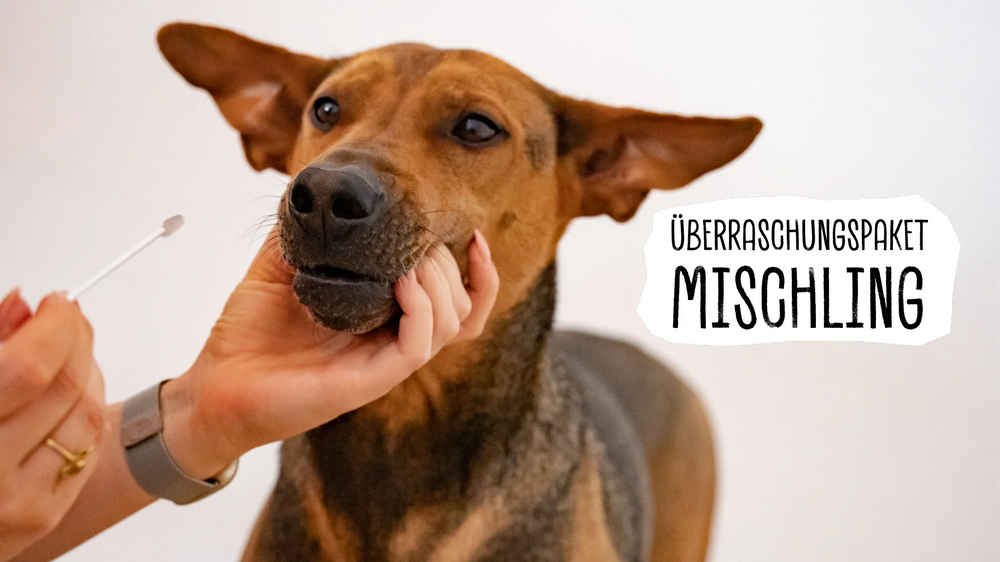 Tag des Mischlingshundes: Die Mischung macht’s!