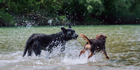 Übergewicht beim Hund - Viele Vierbeiner sind zu dick