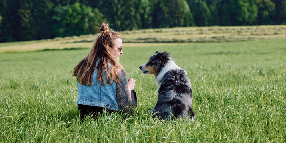 Übergewicht beim Hund - richtig abnehmen!