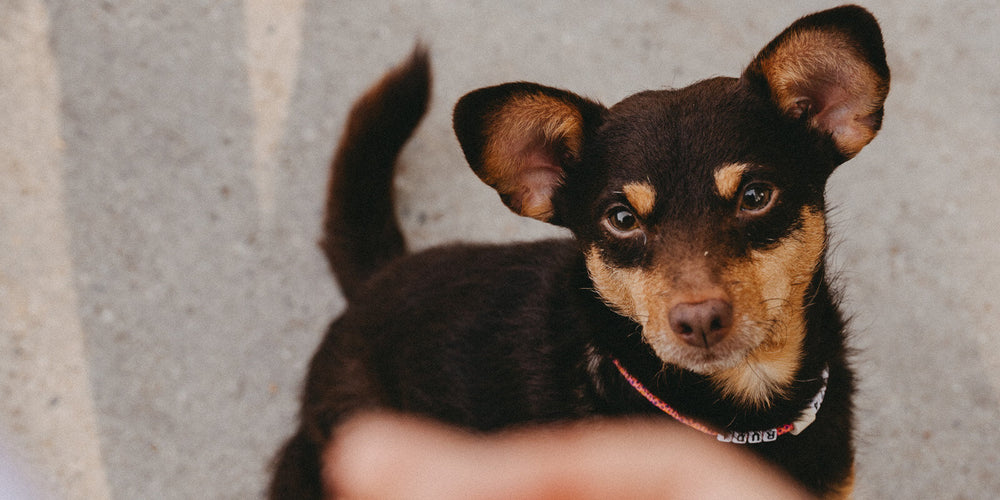 Futtermittelallergie beim Hund: Auslöser, Symptome & Tipps