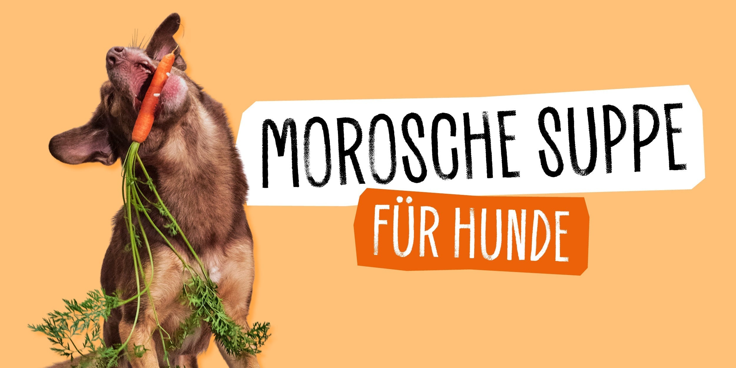 Morosche Karottensuppe für ...