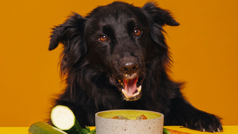 Struvitsteine beim Hund