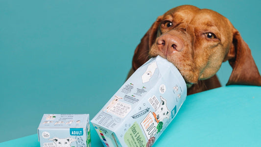 Urin-pH beim Hund senken: So geht’s!