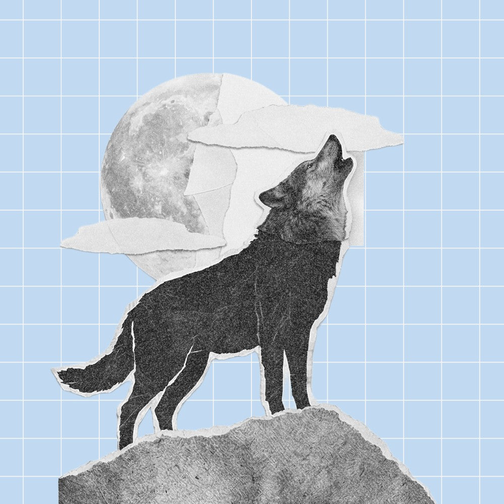 Vom Wolf zum Hund: Wie unse...