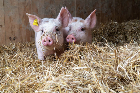 Zu Ostern gemeinsam etwas Gutes tun