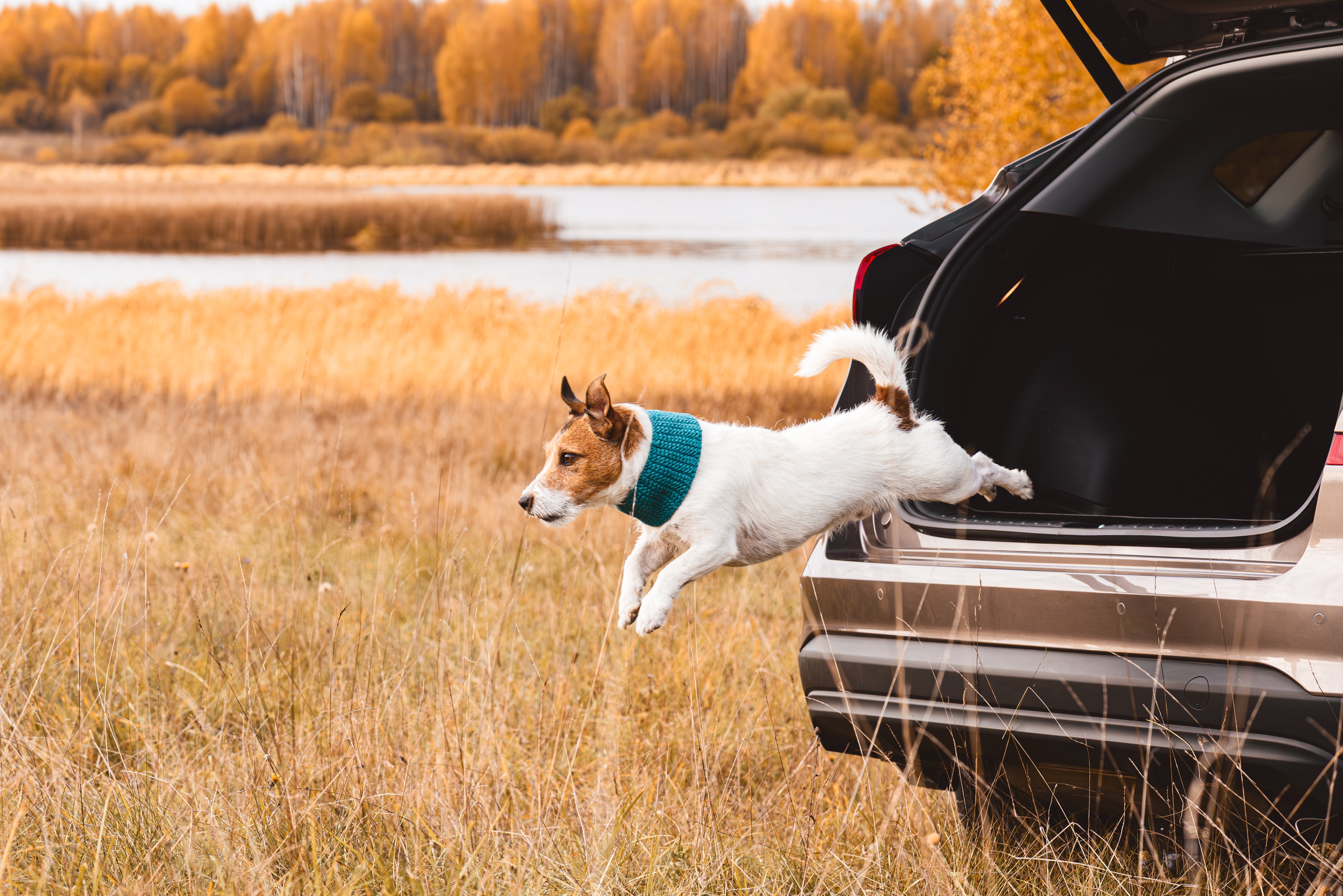 Herbsturlaub mit Hund: Entd...