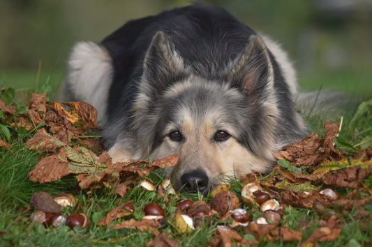 Dürfen Hunde Kastanien fressen? Warum du im Herbst aufpassen solltest