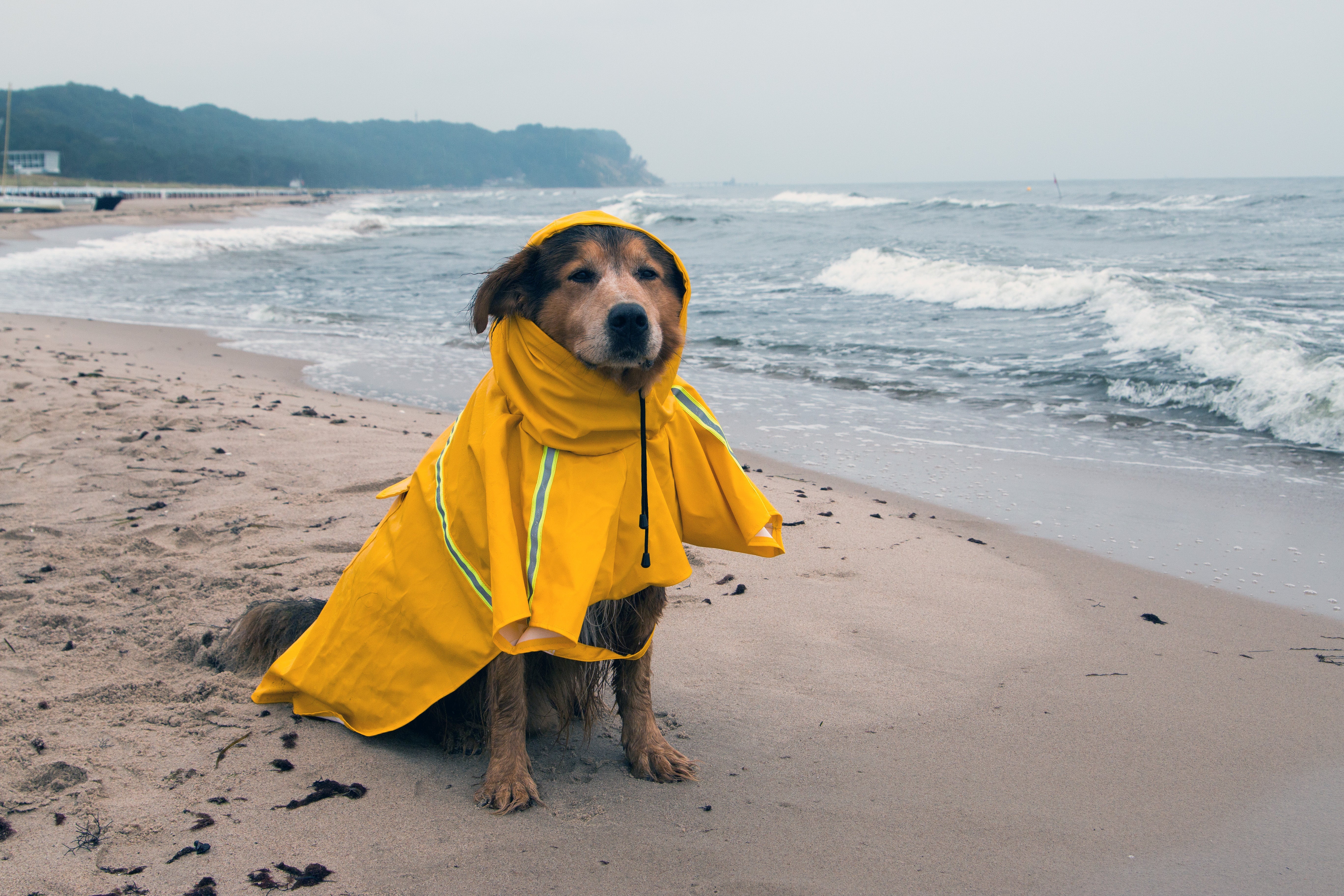 Regenmantel für Hunde: Sinn...