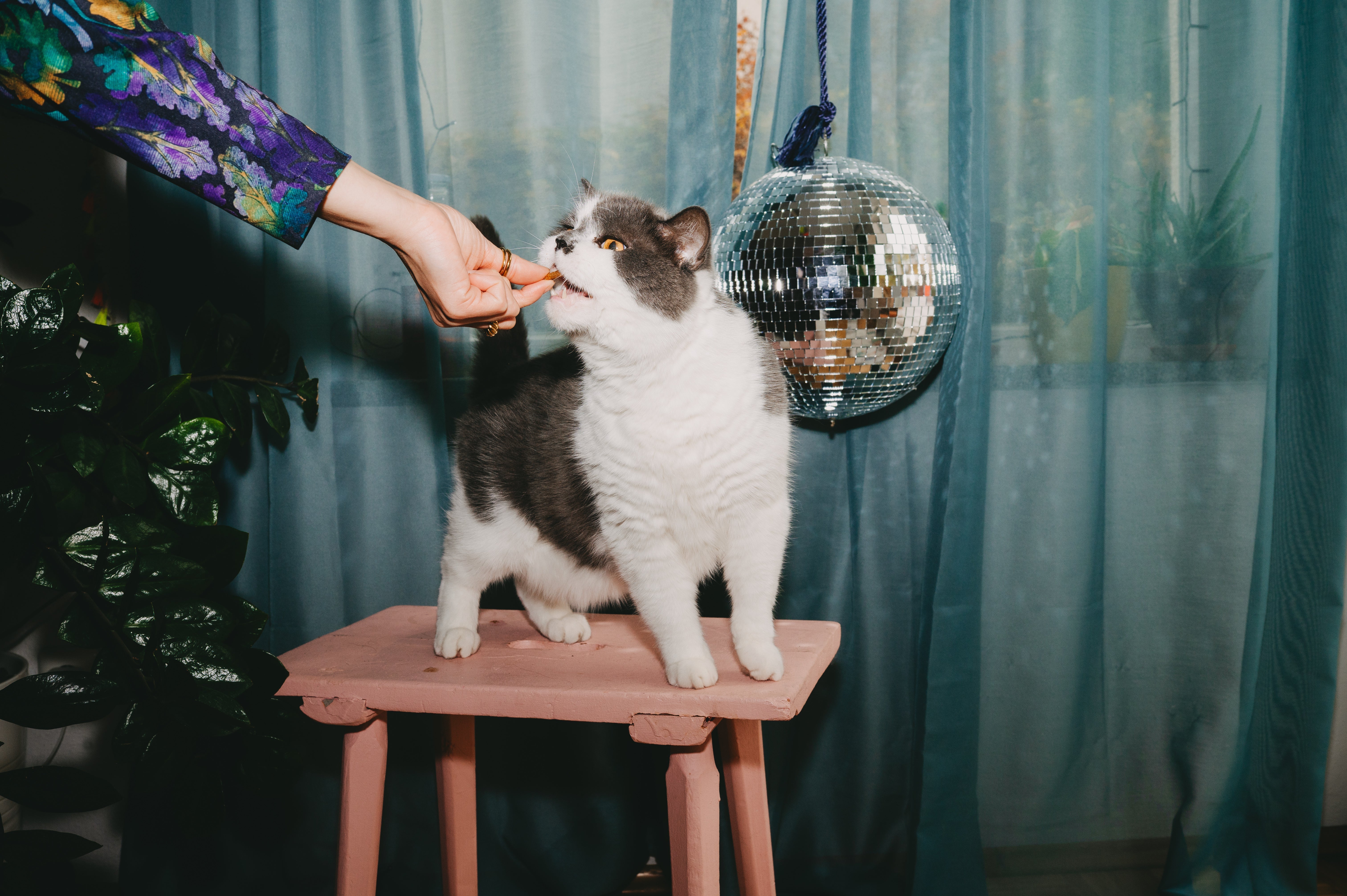 Können Katzen vegan ernährt...