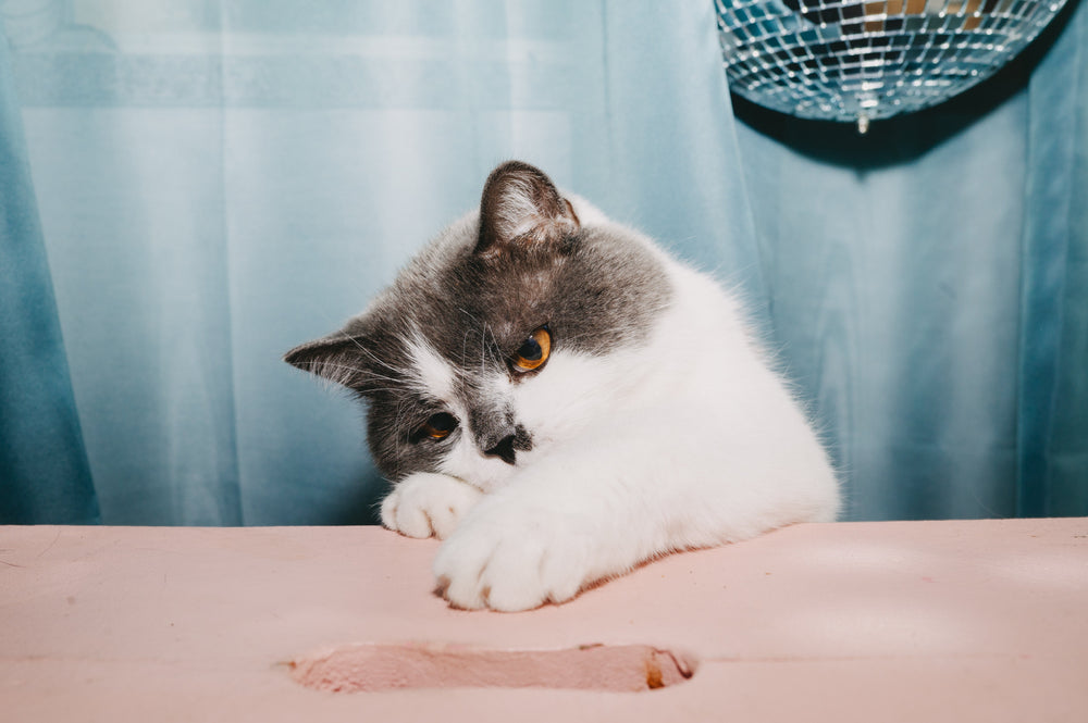 Übergewicht bei Katzen: So erkennst du es früh und handelst richtig