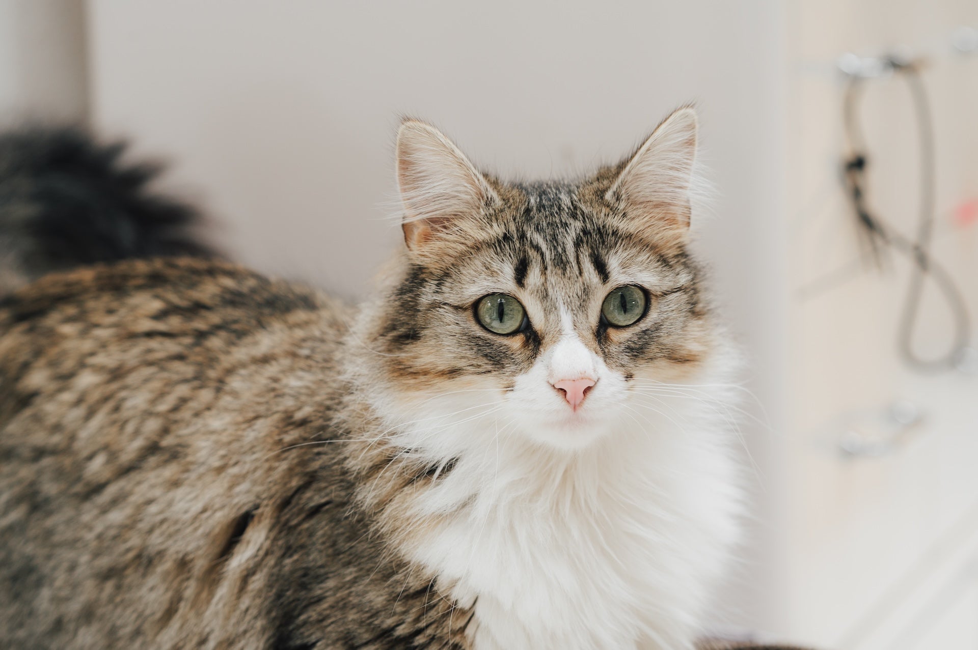 Taurin für Katzen: Warum di...