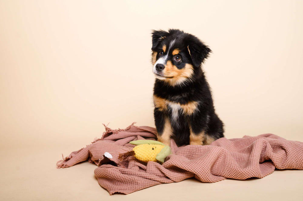 Veganes Welpenfutter: Das solltest du wissen