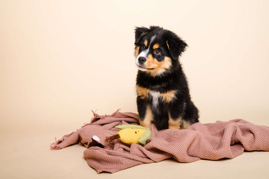 Veganes Welpenfutter: Das solltest du wissen