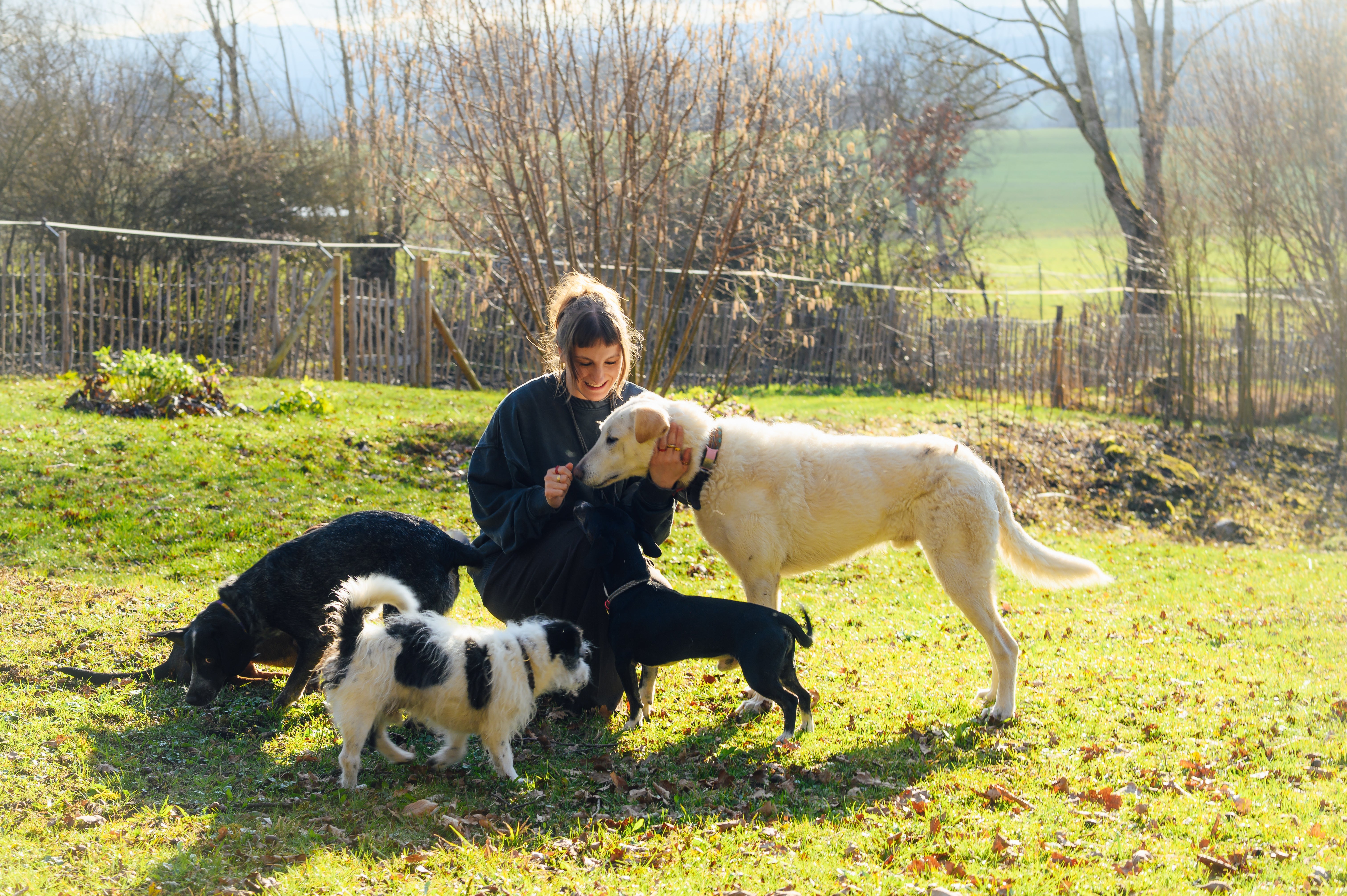 Day of the mixed breed dog:...