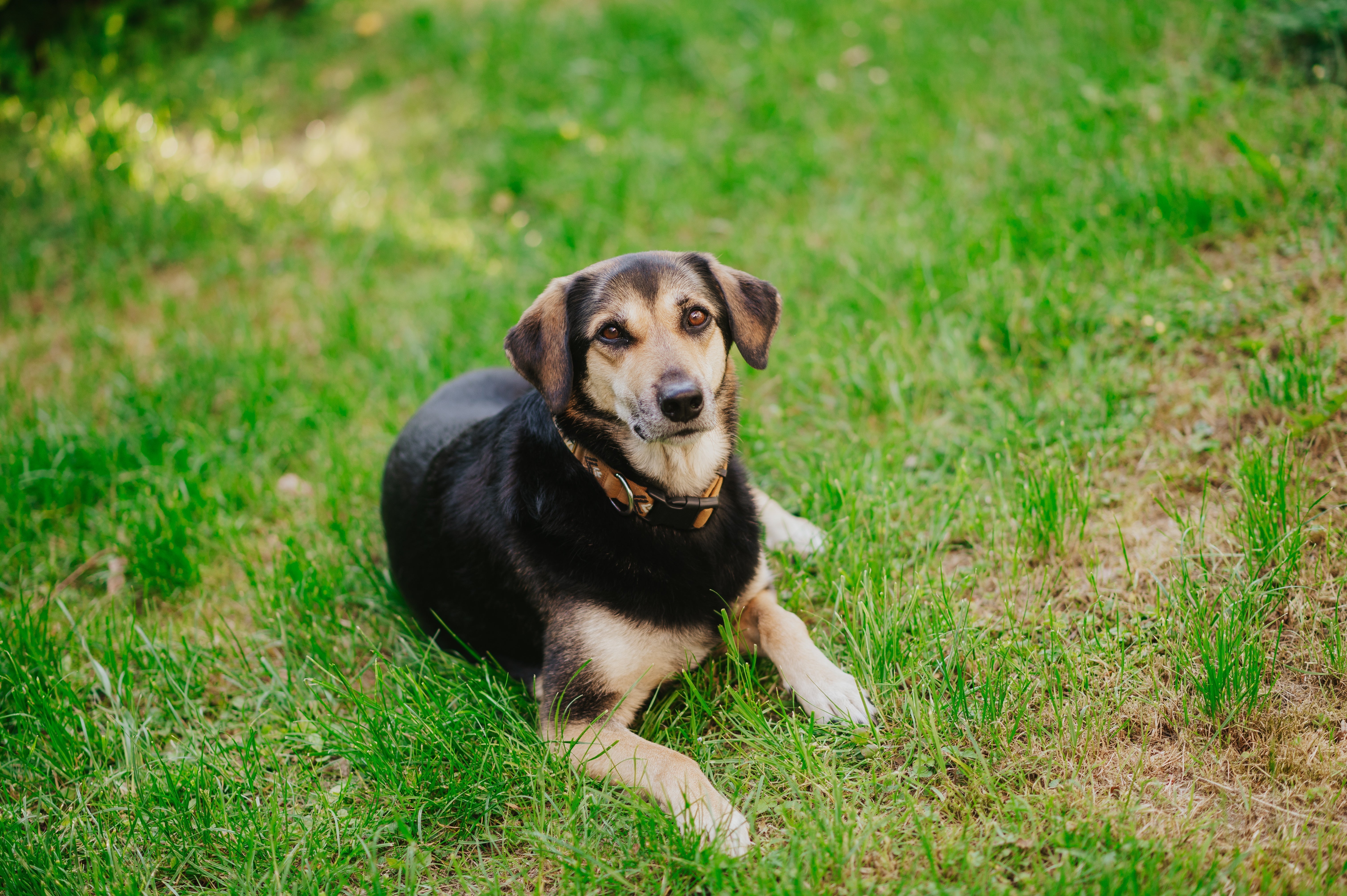 Mein Hund frisst Gras – und...