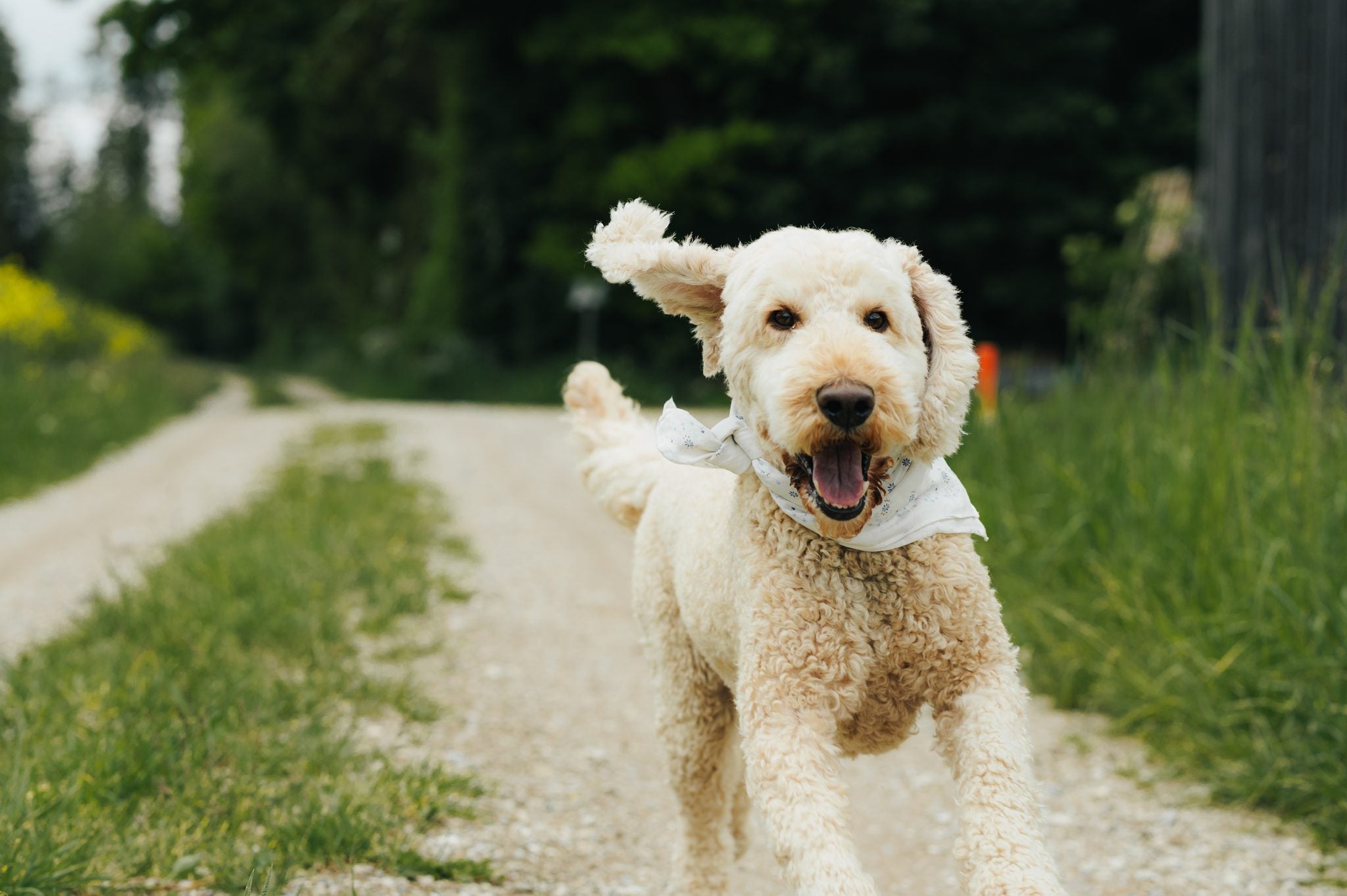 Kalorienbedarf bei Hunden: ...