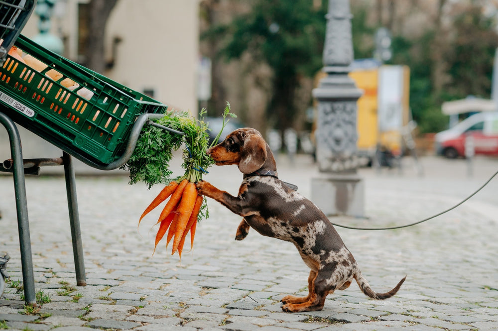Geeignete Lebensmittel für Hunde – Obst und Gemüse