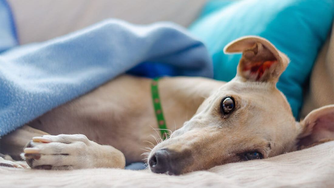 Chronische Darmerkrankung: Was kann ich für meinen Hund tun?