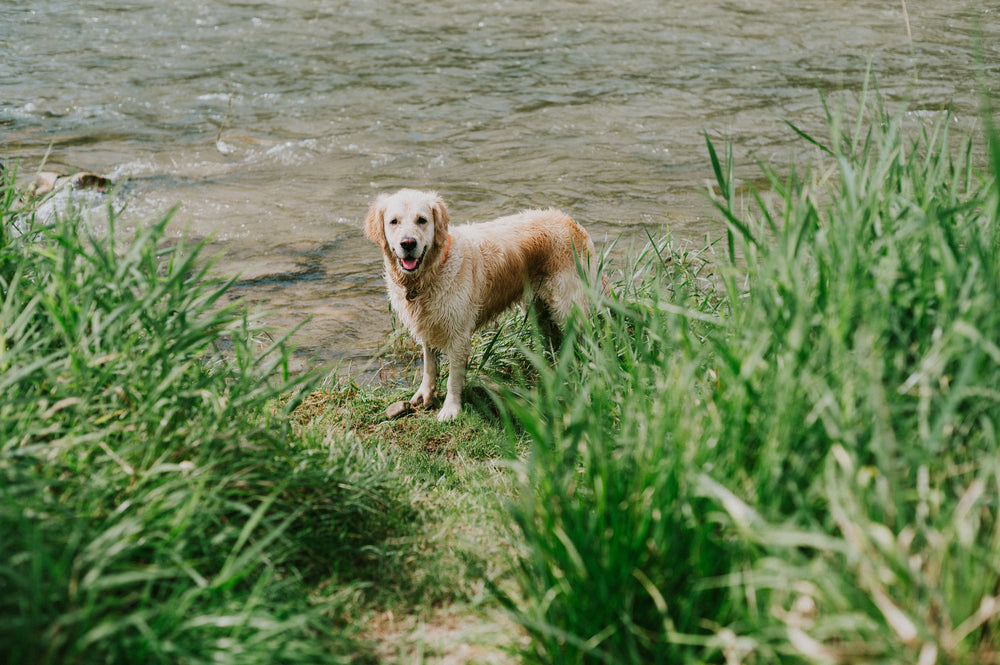 Mein Hund frisst Gras – und jetzt?