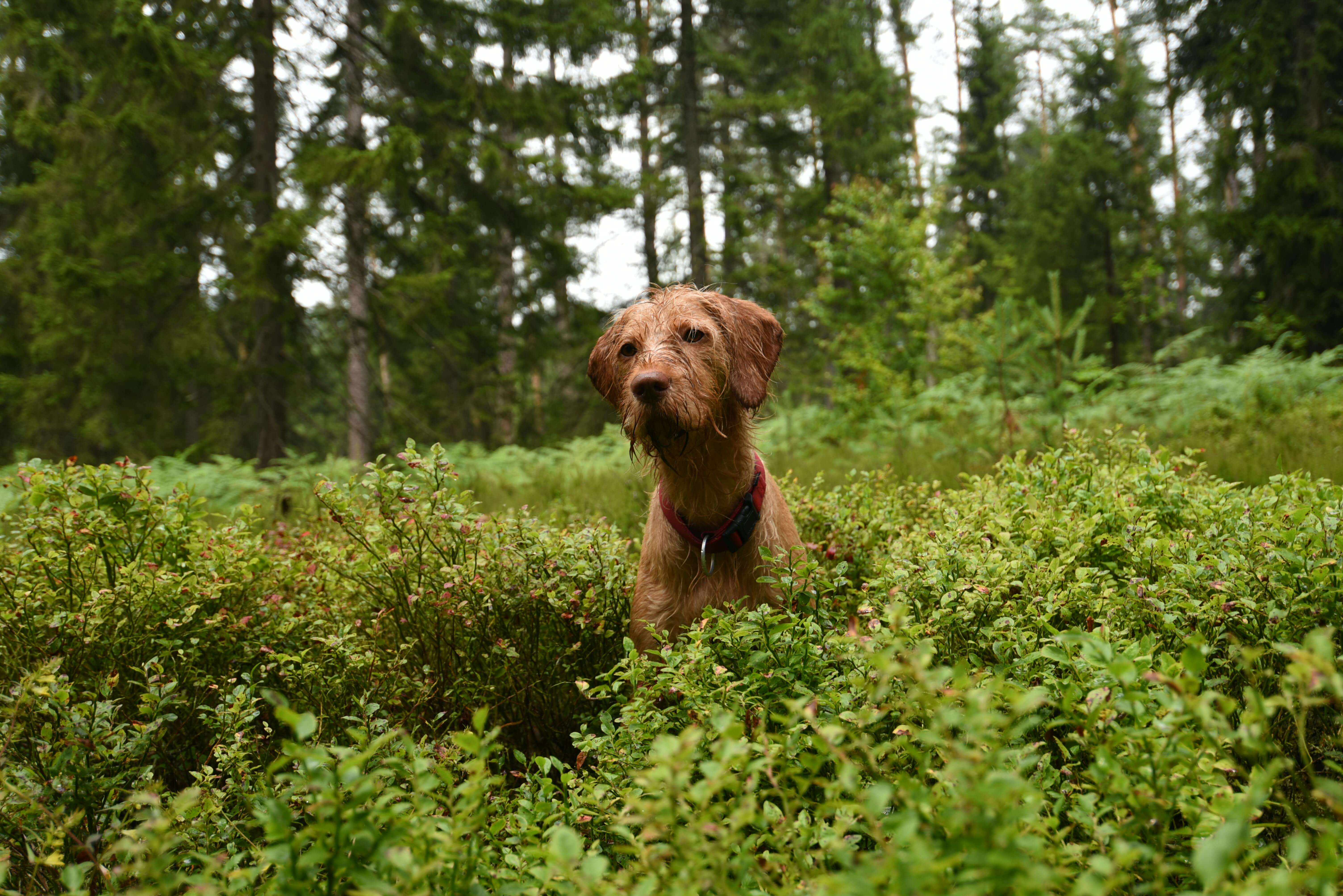 Allergietest für Hunde