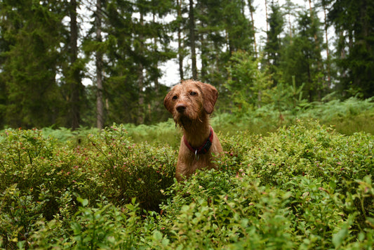 Allergietest für Hunde