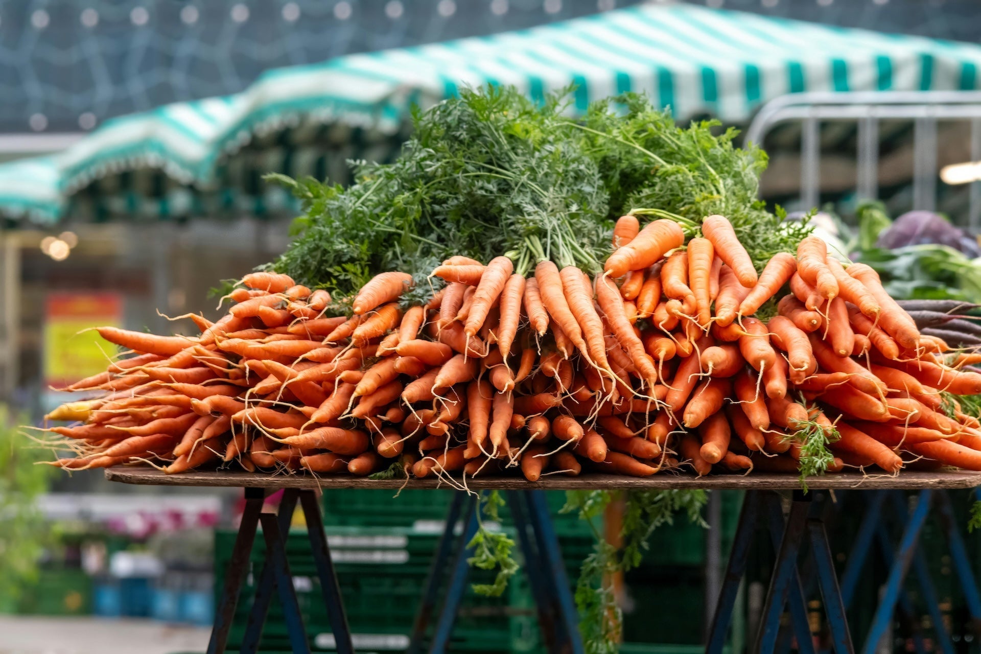 Möhren/Karotten für Hunde