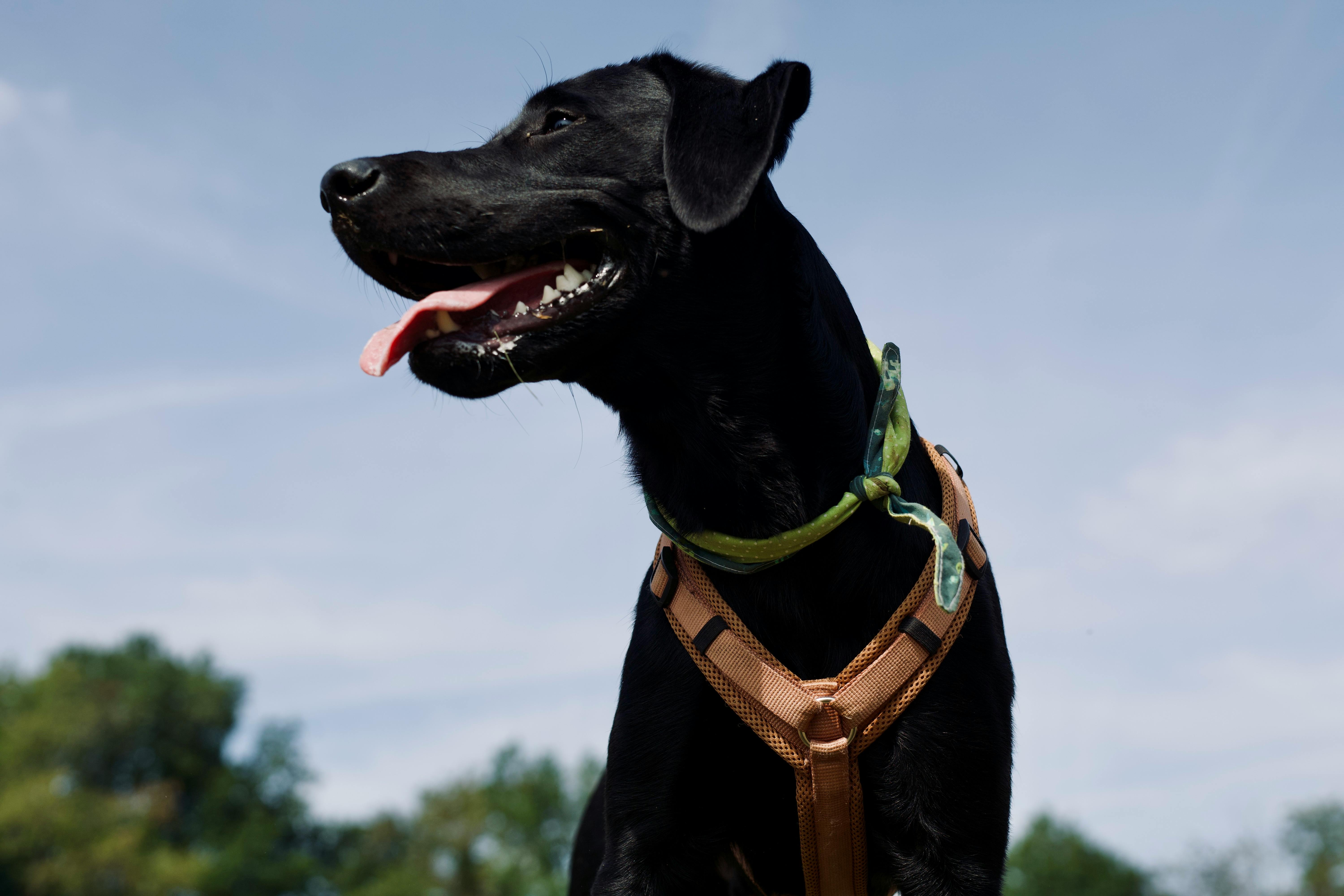 Black dog syndrome: Why bla...