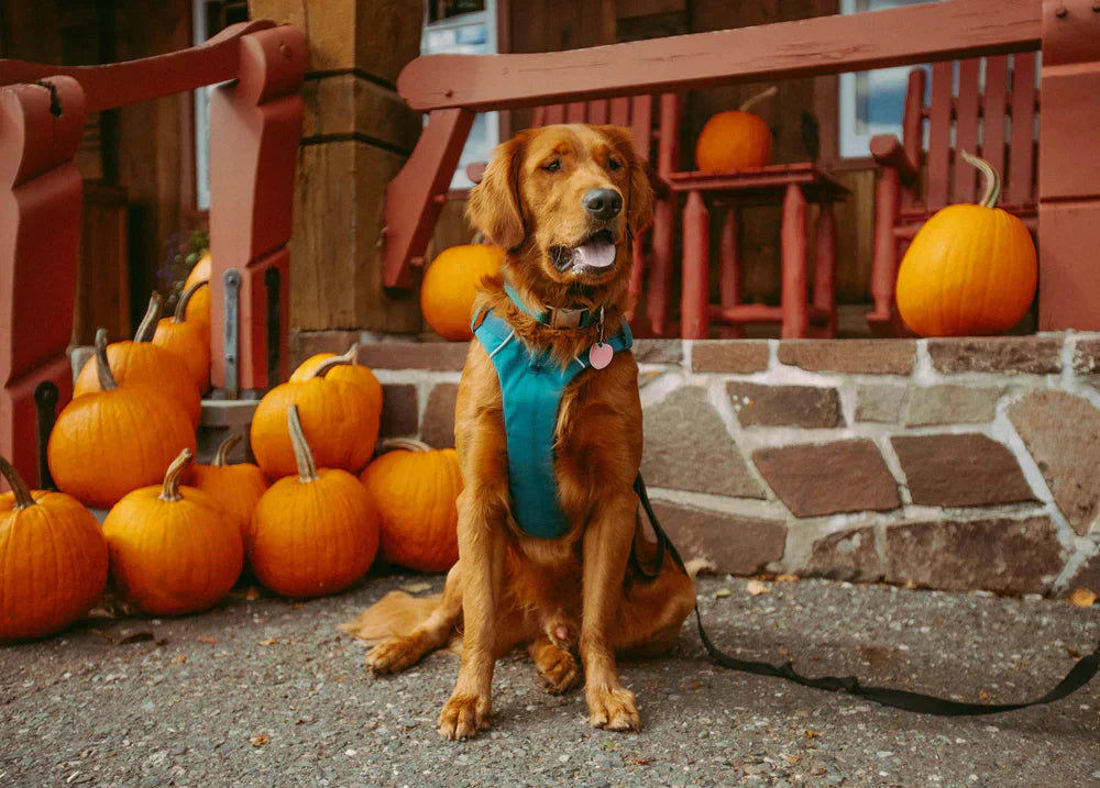 Kürbis für Hunde: Ist das eine gute Idee?