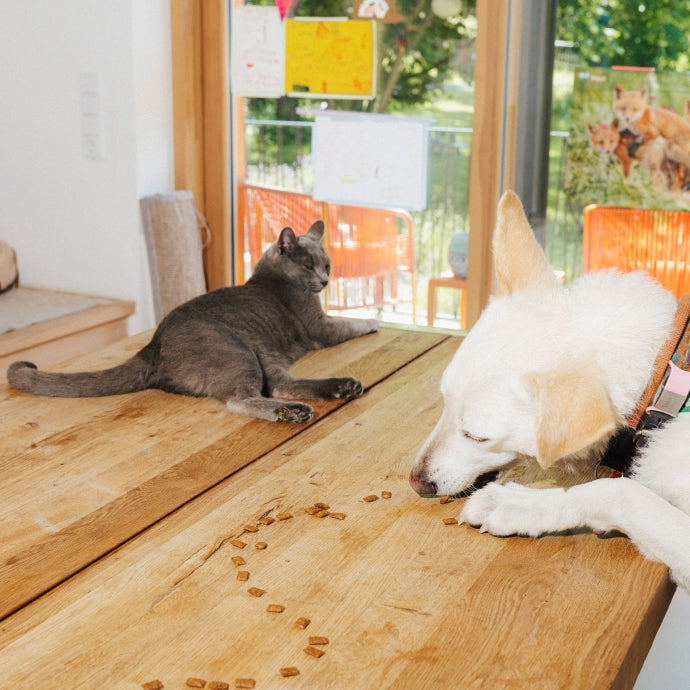 Pure Bites Cat & Dog