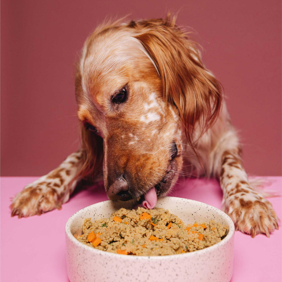 VEGDOG SENSITIVE Lupinenprotein - Veganes Nassfutter